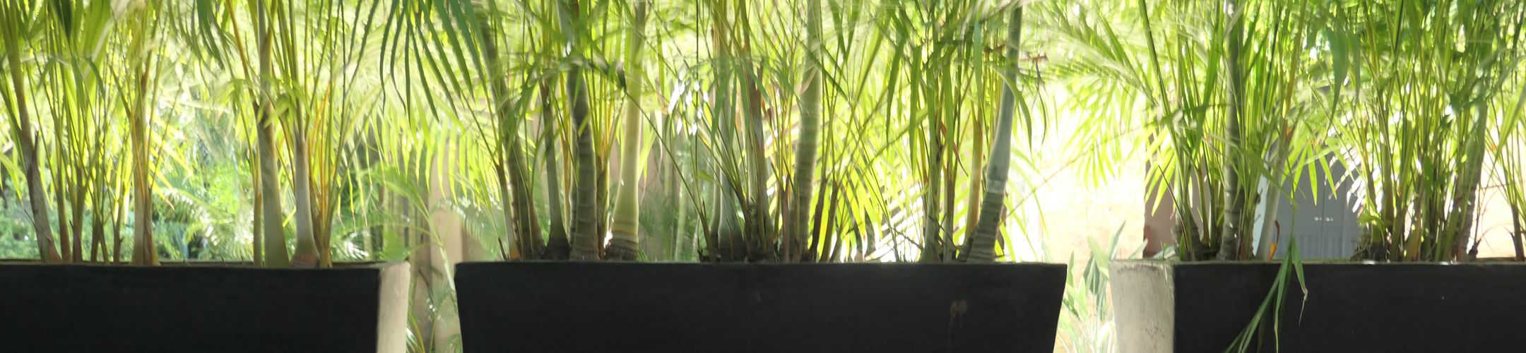A panoramic view of lush green potted palms lined up in front of a bright and airy backdrop, creating a sense of tropical serenity.